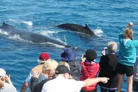 Half-Day Whale Watching In Urangan - Accommodation Sunshine Coast 4