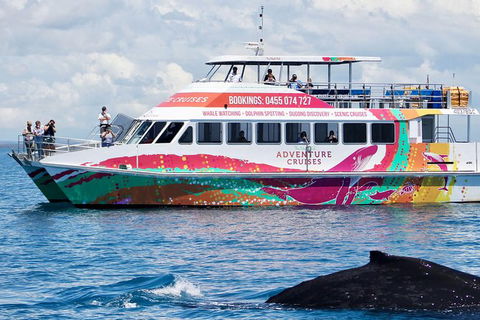 Half-Day Whale Watching In Urangan - Accommodation Sunshine Coast 1