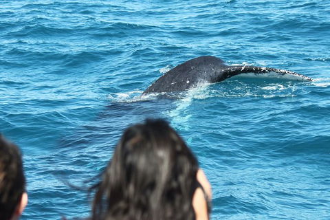 Half-Day Whale Watching In Urangan - Accommodation Sunshine Coast 7
