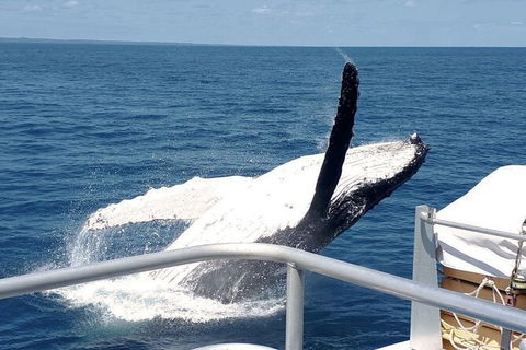 Half-Day Whale Watching In Urangan - Accommodation Sunshine Coast 3