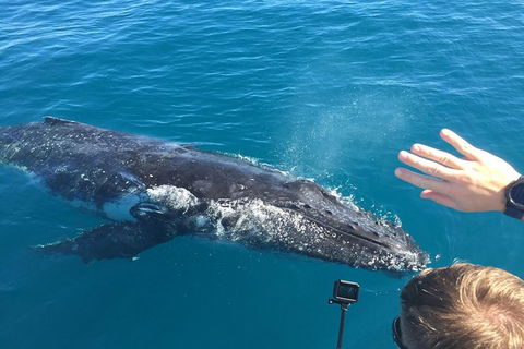Half-Day Whale Watching In Urangan - Accommodation Sunshine Coast 6