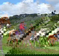 Horse Riding with Petting Zoo Visit in Cairns - Accommodation Sunshine Coast