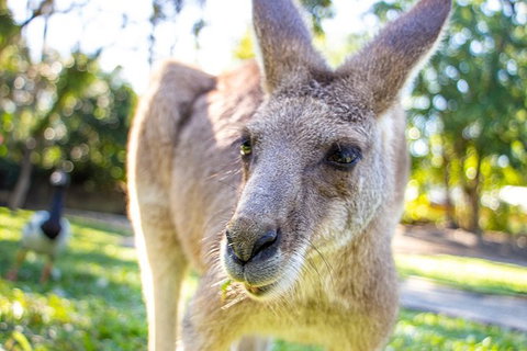 Virtual Interactive Australian Wildlife Tour With Private Guide-Wildlife Habitat - Accommodation Sunshine Coast 6