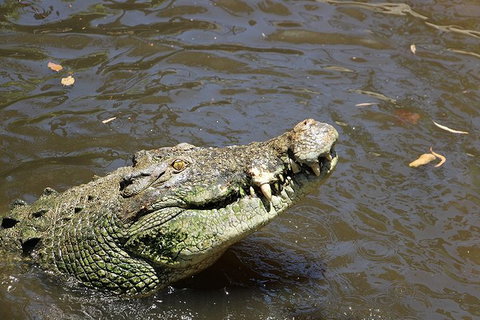 Virtual Interactive Australian Wildlife Tour With Private Guide-Wildlife Habitat - Accommodation Sunshine Coast 2