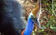 Virtual Interactive Australian Wildlife Tour With Private Guide-Wildlife Habitat - thumb 5