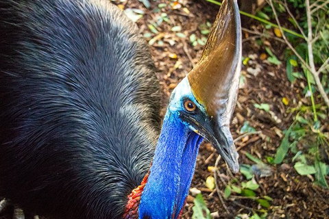 Virtual Interactive Australian Wildlife Tour With Private Guide-Wildlife Habitat - Accommodation Sunshine Coast 5