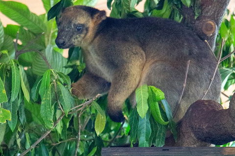 Virtual Interactive Australian Wildlife Tour With Private Guide-Wildlife Habitat - Accommodation Sunshine Coast 1