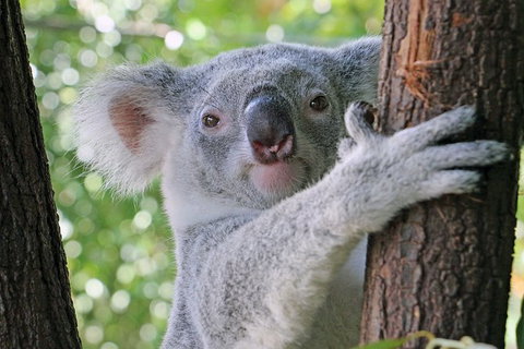 Virtual Interactive Australian Wildlife Tour With Private Guide-Wildlife Habitat - Accommodation Sunshine Coast 0