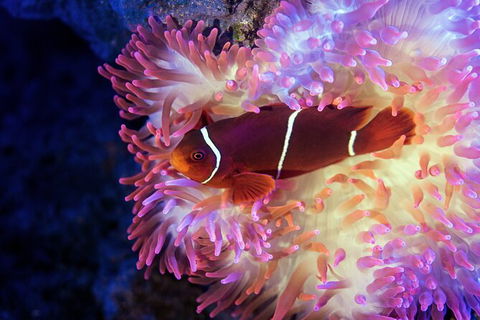Cairns Aquarium Tour By Twilight With Drink And Appetiser - Accommodation Sunshine Coast 2