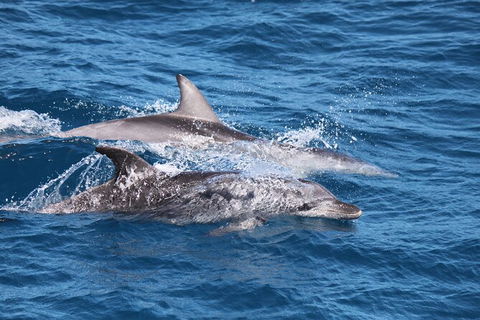 Sandy Straits Scenic & Wildlife Cruise - Accommodation Sunshine Coast 1