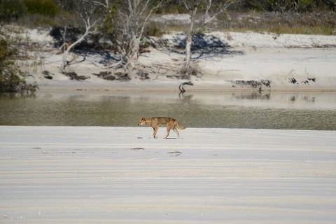 Sandy Straits Scenic & Wildlife Cruise - Accommodation Sunshine Coast 10