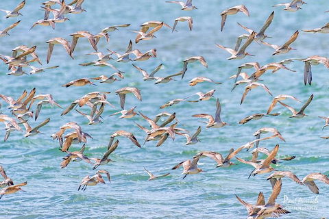 Sandy Straits Scenic & Wildlife Cruise - Accommodation Sunshine Coast 4