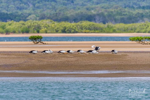 Sandy Straits Scenic & Wildlife Cruise - Accommodation Sunshine Coast 3