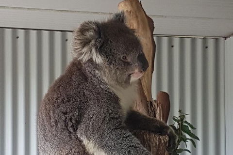 Shore Excursion: Coast, Caves And Wildlife Park - 8 Hour Tour - Accommodation Sunshine Coast 11