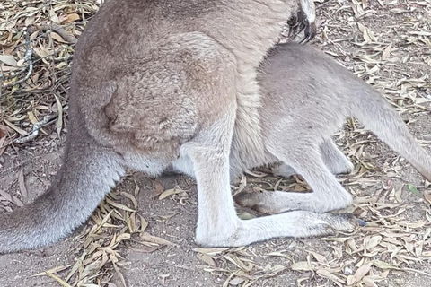 Shore Excursion: Coast, Caves And Wildlife Park - 8 Hour Tour - Accommodation Sunshine Coast 19