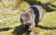 Shore Excursion: Coast, Caves And Wildlife Park - 8 Hour Tour - thumb 6