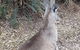 Shore Excursion: Coast, Caves And Wildlife Park - 8 Hour Tour - thumb 9