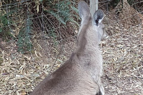 Shore Excursion: Coast, Caves And Wildlife Park - 8 Hour Tour - Accommodation Sunshine Coast 9