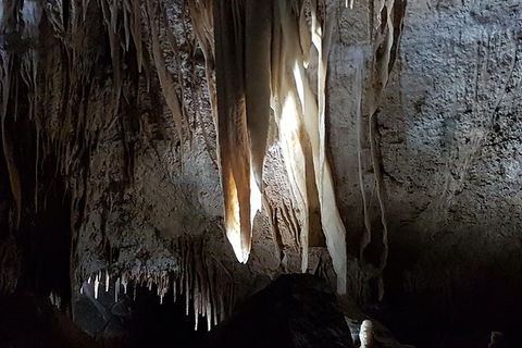 Shore Excursion: Coast, Caves And Wildlife Park - 8 Hour Tour - Accommodation Sunshine Coast 7