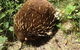 Shore Excursion: Coast, Caves And Wildlife Park - 8 Hour Tour - thumb 18