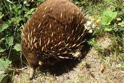 Shore Excursion: Coast, Caves And Wildlife Park - 8 Hour Tour - Accommodation Sunshine Coast 18