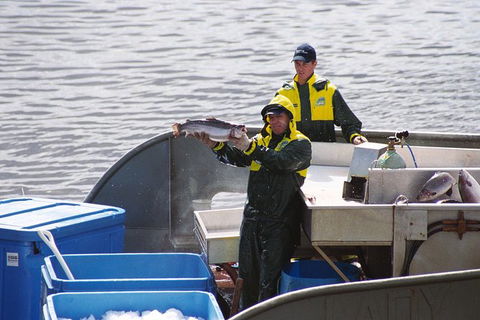 Afternoon Gordon River Dinner Cruise - Departing 3pm - Accommodation Sunshine Coast 3