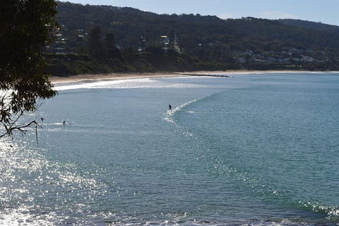 PRIVATE Great Ocean Road Tour And 12 Apostles With Wildlife Spotting - Accommodation Sunshine Coast 6
