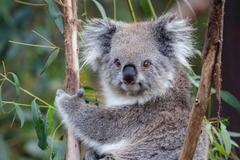 PRIVATE Great Ocean Road Tour And 12 Apostles With Wildlife Spotting - Accommodation Sunshine Coast 7