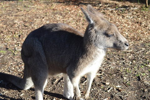 PRIVATE Great Ocean Road Tour And 12 Apostles With Wildlife Spotting - Accommodation Sunshine Coast 2