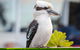 PRIVATE Great Ocean Road Tour And 12 Apostles With Wildlife Spotting - thumb 9