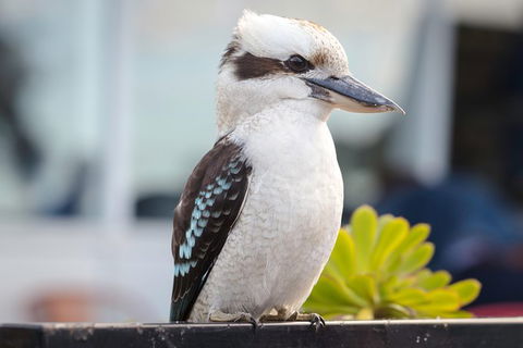PRIVATE Great Ocean Road Tour And 12 Apostles With Wildlife Spotting - Accommodation Sunshine Coast 9