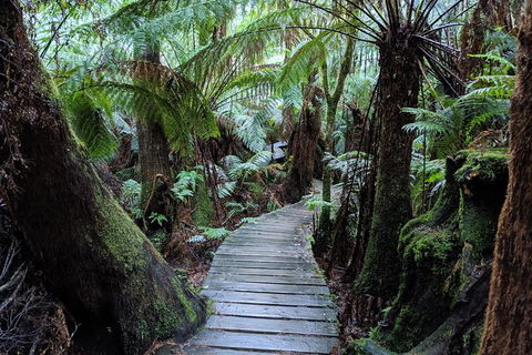 PRIVATE Great Ocean Road Tour And 12 Apostles With Wildlife Spotting - Accommodation Sunshine Coast 8