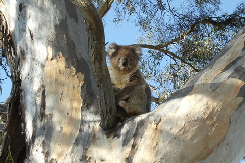 Tahbilk Winery And Wetlands Tour With Local Wine Ambassador Including Lunch, Wine Tasting And A Wine Making Class - Accommodation Sunshine Coast 1