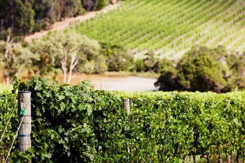 Mornington Peninsula 2-6 Guests With Lunch And Art Walk At Pt Leo Estate - Accommodation Sunshine Coast 5