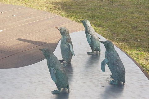 Phillip Island Penguin And Wildlife Tour - Accommodation Sunshine Coast 14