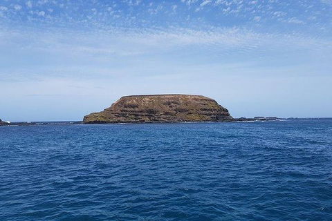 Phillip Island Penguin And Wildlife Tour - Accommodation Sunshine Coast 17