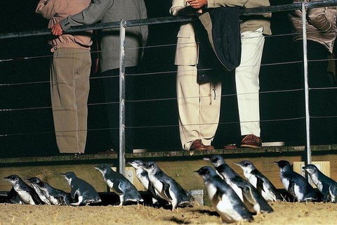 Phillip Island Penguin And Wildlife Tour - Accommodation Sunshine Coast 20