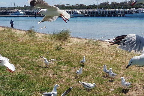 Phillip Island Penguin And Wildlife Tour - Accommodation Sunshine Coast 1