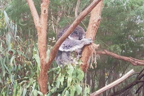 Phillip Island Penguin And Wildlife Tour - Accommodation Sunshine Coast 16