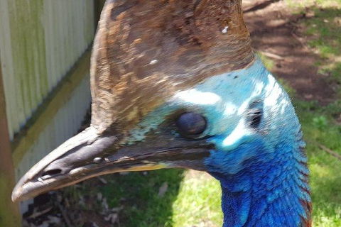 Phillip Island Penguin And Wildlife Tour - Accommodation Sunshine Coast 19