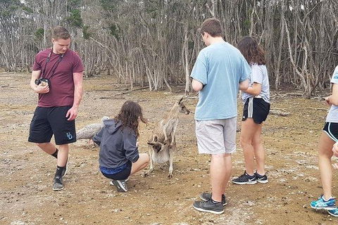 Phillip Island Penguin And Wildlife Tour - Accommodation Sunshine Coast 3