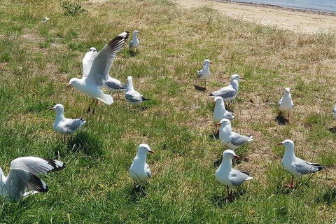 Phillip Island Penguin And Wildlife Tour - Accommodation Sunshine Coast 9