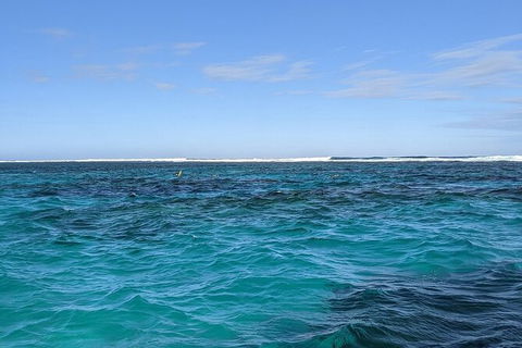 Marine Eco Safari - Swim With Manta Rays - Accommodation Sunshine Coast 2