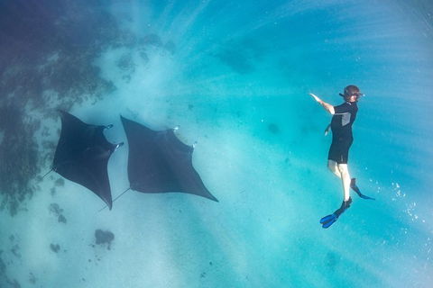 Marine Eco Safari - Swim With Manta Rays - Accommodation Sunshine Coast 1
