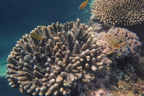Marine Eco Safari - Swim With Manta Rays - Accommodation Sunshine Coast 5