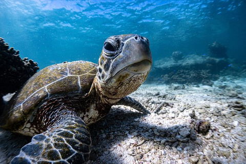 Marine Eco Safari - Swim With Manta Rays - Accommodation Sunshine Coast 4