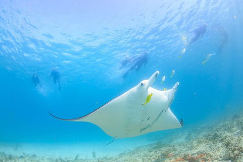 Marine Eco Safari - Swim With Manta Rays - Accommodation Sunshine Coast 0