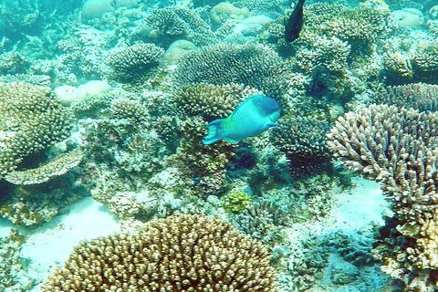 Marine Eco Safari - Swim With Manta Rays - Accommodation Sunshine Coast 3
