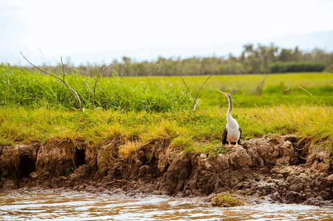 Darwin City Sights And Jumping Crocodile Cruise - Accommodation Sunshine Coast 5