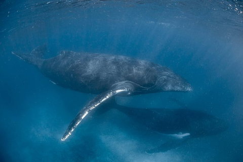 Full-Day Whale Watching Snorkeling And Swimming At Coral Bay - Accommodation Sunshine Coast 6